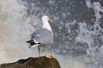 Eine Silbermwe blickt auf die strmische Ostsee. - 13.04.2018
