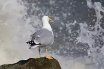 Eine Silberm�we blickt auf die st�rmische Ostsee. - 13.04.2018

