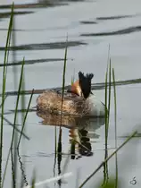 Ein vor sich hin d�sender Haubentaucher im April 2018 auf dem Heiligen See in Potsdam.