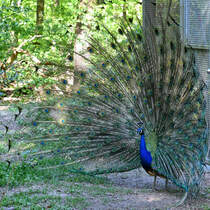 Die ausgebreitete Federkrone eines balzenden Pfaues auf der gleichnamigen Insel. (Berlin, April 2018)