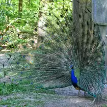Die ausgebreitete Federkrone eines balzenden Pfaues auf der gleichnamigen Insel. (Berlin, April 2018)