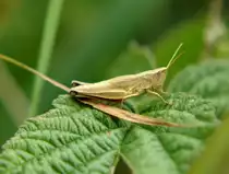 Grash�pfer (Heupferd) aufgenommen im Sommer 2009 in Meck.-Pom.