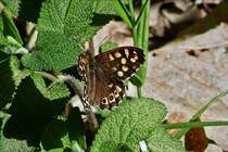 . Diesen Schmetterling  Waldbrettspiel  habe ich bei einem Spaziergang am 09.05.2018 gesehen.  (Hans)