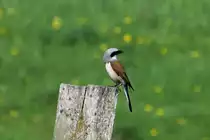 Ein Neunt�ter im Naturschutzgebiet  Ostufer des Gro�en Ratzeburger Sees . Ich besuchte gestern das Gebiet des ehemaligen Todesstreifens um Neunt�ter zu fotografieren. Ich hatte dabei Gl�ck. Doch neben den Neunt�tern entdeckte ich hier noch Rohrammern, Teichrohs�nger und Schilfrohrs�nger. Ein gro�er Gl�ckstreffer; 10.05.2018