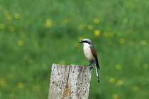 Ein Neuntter im Naturschutzgebiet  Ostufer des Groen Ratzeburger Sees . Es ist Bestandteil des  Grnen Bandes  und liegt auf dem ehemaligen Todesstreifen der Innerdeutschen Grenze; 10.05.2018