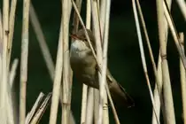 Ein Teichrohrs�nger im Naturschutzgebiet  Ostufer des Gro�en Ratzeburger Sees ; 10.05.2018