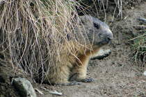 Ein Murmeli betrachte den fremden Eindringling sehr vorsichtig aus seiner Felsenwohnung heraus. Les Hauderes; 05.05.2018