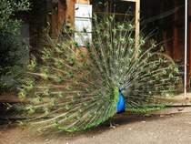 BLAUER PFAU,EIN EDELFASAN,BEIM RADSCHLAGEN IM TIERPARK NIEDERFISCHBACH/SIEGERLAND
Vor allem die Mnnchen gelten als die ltesten Ziervgel der Welt und werden bereits in den Sagen der
GRIECHISCHEN ANTIKE erwhnt...Ursprnglich in INDIEN/SRI LANKA beheimatet,schlagen sie ihr berhmtes
Rad wohl weniger,um der Partnerin zu imponieren,als vielmehr um mgliche Fressfeinde durch die blau
irisierenden  AUGEN  abzuschrecken..na ja,fr einen Fotografen wirklich ein  gefundenes Fressen ....
hier am 11.4.2018 im sehr familiren Tierpark NIEDERFISCHBACH/SIEGERLAND...