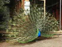 BLAUER PFAU,EIN EDELFASAN,BEIM RADSCHLAGEN IM TIERPARK NIEDERFISCHBACH/SIEGERLAND
Vor allem die M�nnchen gelten als die �ltesten Zierv�gel der Welt und werden bereits in den Sagen der
GRIECHISCHEN ANTIKE erw�hnt...Urspr�nglich in INDIEN/SRI LANKA beheimatet,schlagen sie ihr ber�hmtes
Rad wohl weniger,um der Partnerin zu imponieren,als vielmehr um m�gliche Fressfeinde durch die blau
irisierenden  AUGEN  abzuschrecken..na ja,f�r einen Fotografen wirklich ein  gefundenes Fressen ....
hier am 11.4.2018 im sehr famili�ren Tierpark NIEDERFISCHBACH/SIEGERLAND...