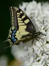 Ein Schwalbenschwanz w�hrend eines seltenen Besuches im heimischen Garten. (Hattingen, Mai 2018)