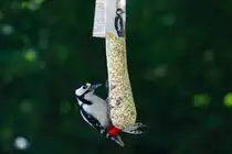 Zum Gl�ck verspricht die Werbung den Erfolg! Ein Gro�er Buntspecht an  seinem Nahrungsbeutel . Ratzeburg, 12.05.2018