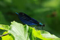 Eine Blauflgel-Prachtlibelle im Hellbachtal bei Mlln; 12.05.2018