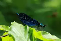 Eine Blaufl�gel-Prachtlibelle im Hellbachtal bei M�lln; 12.05.2018