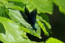 Eine Blaufl�gel-Prachtlibelle im Hellbachtal bei M�lln; 12.05.2018