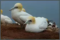 Nistender Basst�lpel auf Helgoland. (13.04.2018)