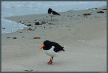 Zwei Austernfischer auf Helgoland-Dne. (14.04.2018)