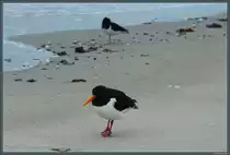 Zwei Austernfischer auf Helgoland-D�ne. (14.04.2018)