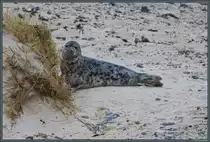Eine junge Kegelrobbe versteckt sich am Strand von Helgoland-D�ne. (14.04.2018)
