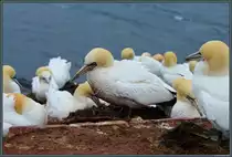 Basst�lpel auf dem Lummenfelsen auf Helgoland. (14.04.2018)