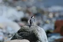 Eine Bachstelze an der Ostsee. - 12.05.2018