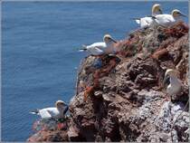 Beliebte Hanglage. Basstlpel beim Brten. Helgoland, 14.05.2018.