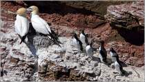 Basstpel und Trottellummen auf Helgoland. 14.05.2018