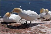 Basstlpelliebe ist, dem anderen das Gefieder zu pflegen. Helgoland, 14.05.2018.