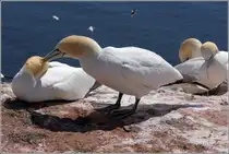 Basst�lpelliebe ist, dem anderen das Gefieder zu pflegen. Helgoland, 14.05.2018.