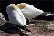 Basst�lpel beim Mittagsschlaf. Helgoland, 14.05.2018.