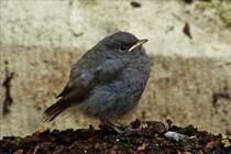 . Kken eines Hausrotschwanz ruht sich nach den ersten Flugversuchen kurz aus.  24.05.2018