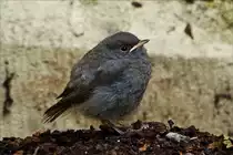 . K�ken eines Hausrotschwanz ruht sich nach den ersten Flugversuchen kurz aus.  24.05.2018