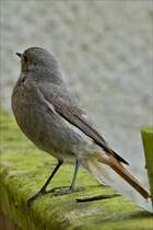 . Dieser Hausrotschwanz hatt mich whrend dem Fotografieren seines Kindes sehr genau beobachtet und beschimpft, weil ich dem Jungvogel zu nahe kamm..  24.05.2018