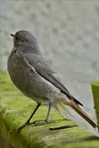 . Dieser Hausrotschwanz hatt mich w�hrend dem Fotografieren seines Kindes sehr genau beobachtet und beschimpft, weil ich dem Jungvogel zu nahe kamm..  24.05.2018