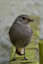 . W�hrend ich den Jungvogel vom Hausrotschwanz fotografierte, h�pfte dieser Elternteil aufgeregt , mich mit Warnt�nen beschimpfend, auf dem Balken am Gartenrand hin und her. 