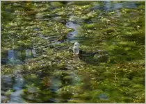 Mit dicken Backen macht der kleine Wasserfrosch auf sich aufmerksam.
(05.05.2018)