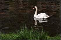 Ein Schwan schwimmt eine Runde auf der Wensum in Norwich. 04.05.2016