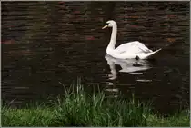 Ein Schwan schwimmt eine Runde auf der Wensum in Norwich. 04.05.2016