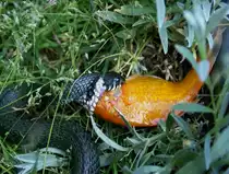 Diese Ringelnatter habe ich im Mai 2008 erwischt, als sie sich einen Goldfisch geholt hat. Dieses Fr�hjahr war sehr trocken und in den angrenzenden Wiesen war nicht mehr soviel zum jagen da bediente sie sich an leichte Beute im Teich.