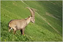 Ein Steinbock in der N�he vom Brienzer Rothorn
(07.07.2016)
