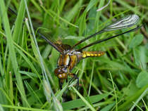 Ein junges Plattbauch-Weibchen mit beschdigtem Komplexauge. (Hattingen, Mai 2018)