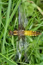 Ein junges Plattbauch-Weibchen ruht sich im Gras aus. (Hattingen, Mai 2018)