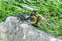 Ein Plattbauch-Prchen hat sich gefunden. (Hattingen, Mai 2018)