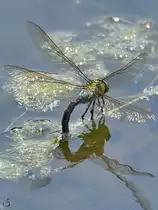 Eine Gro�e K�nigslibelle w�hrend der Eiablage. (Hattingen, Mai 2018)