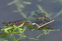 Bei diesen fr�hen Adonislibellen ist w�hrend des Paarungsaktes wohl etwas m�chtig schief gegangen. (Hattingen, Mai 2018)