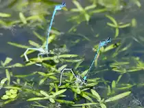 Hufeisen-Azurjungfer bei der Eiablage. (Hattingen, April 2018)