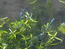 Drei Hufeisen-Azurjungfer-Paare bei der Eiablage. (Hattingen, April 2018)