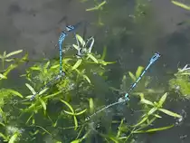Drei Hufeisen-Azurjungfer-Paare bei der Eiablage. (Hattingen, April 2018)