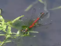 Diese fr�he Adonislibelle hat sich in eine missliche Lage man�vriert. (Hattingen, Mai 2018)