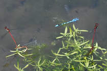 Zwei frhe Adonislibellen-Prchen und eine Hufeisen-Azurjungfer Ende April 2018 in Hattingen.