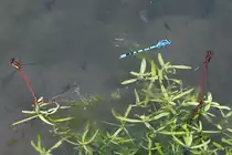 Zwei fr�he Adonislibellen-P�rchen und eine Hufeisen-Azurjungfer Ende April 2018 in Hattingen.